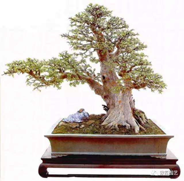 盆景大师作品赏析—吴成发