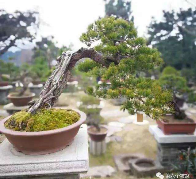 嘉宾 | 盆景吧吧主的师父的松柏,霸气十足