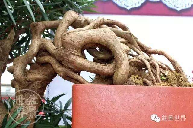 具有里程碑意义的第七届云南省盆景展