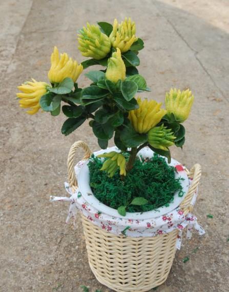 卖佛手盆景的 以每盆50元的价格买了三盆 心满意足地回家了