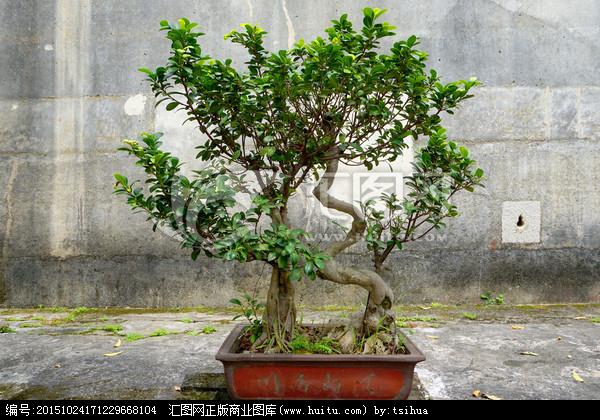 沙西镇是国家林业局命名的中国榕树盆景之乡