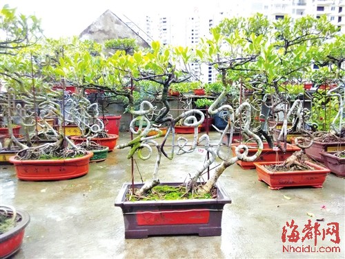 莆田退休教师培育出150多盆榕树带字盆景