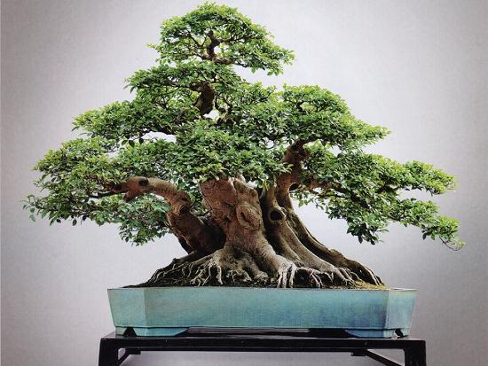 榕树盆景的嫁接技巧