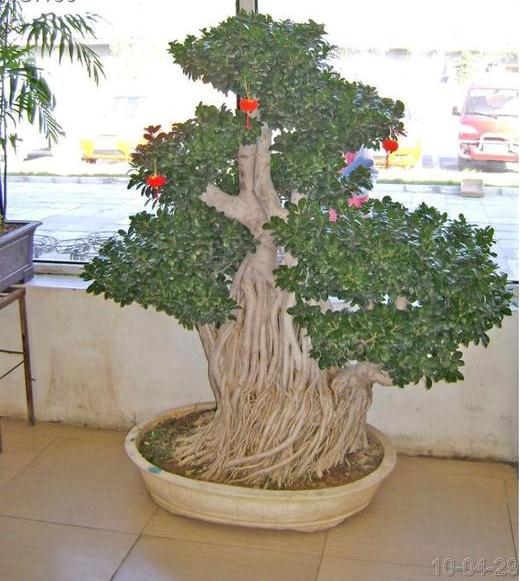福建：传奇榕树盆景新装上市