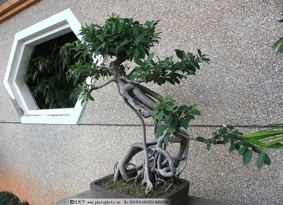 两米高榕树盆景摘得“花王”称号