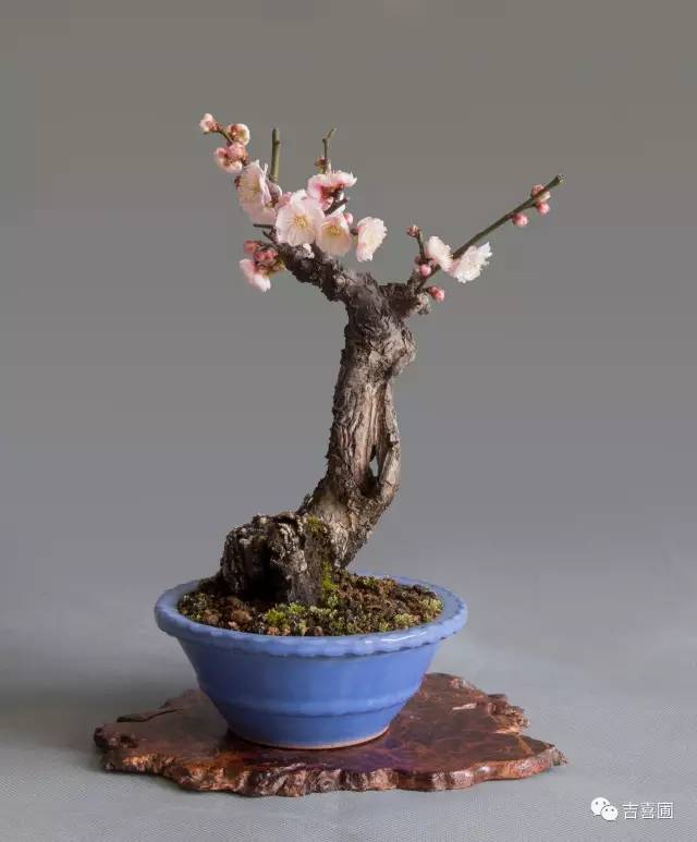 盆景野狐禅 | 梅花的造型