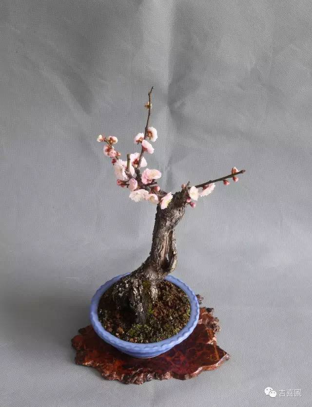 盆景野狐禅 梅花盆景的造型