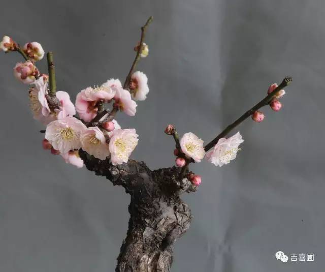 盆景野狐禅 梅花盆景的造型