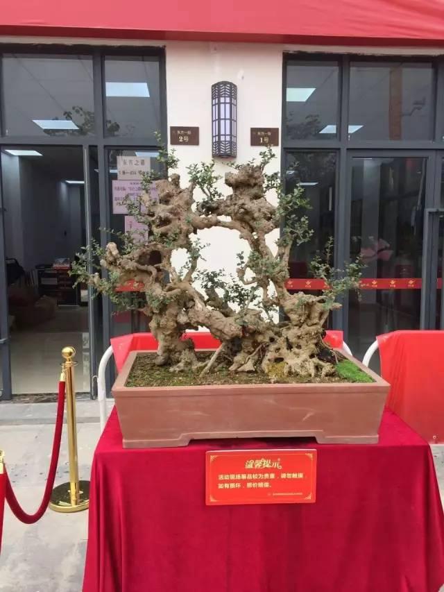 岭南盆景——左手艺术右手神迹