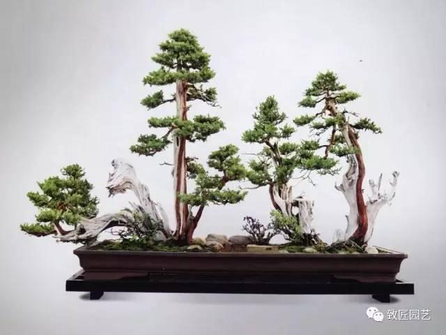 制作丛林式盆景有哪些步骤?