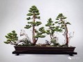 制作丛林式盆景有哪些步骤