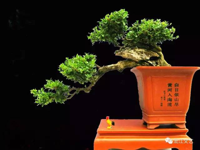 民间盆景欣赏:微景观中大宇宙 方寸天地奇趣多