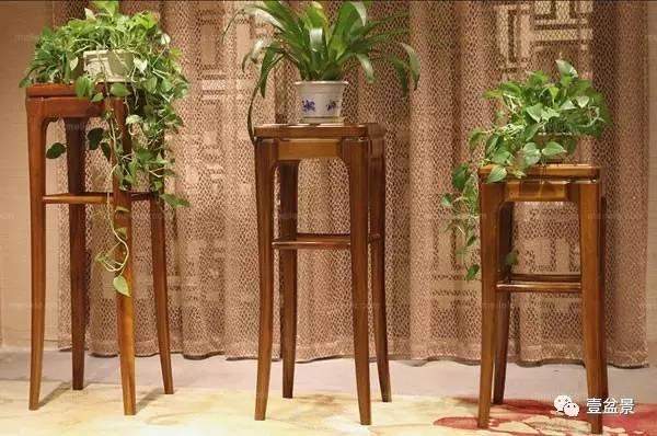 赏心悦目的室内盆景