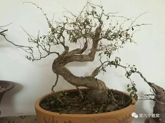 作品 | 枸友群“鹰鹘”枸杞盆景欣赏