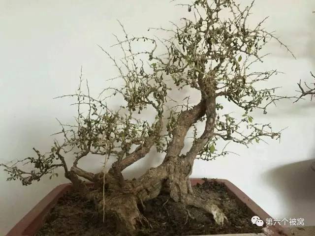 作品 枸友群鹰鹘枸杞盆景欣赏