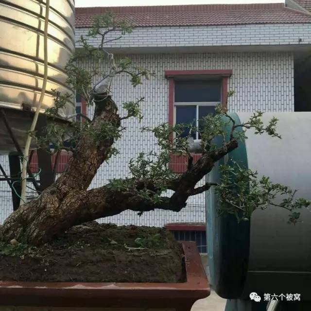 作品 枸友群鹰鹘枸杞盆景欣赏