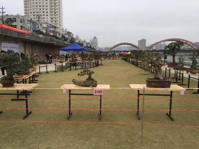 2017福鼎迎新春盆景根艺展进入倒计时两天