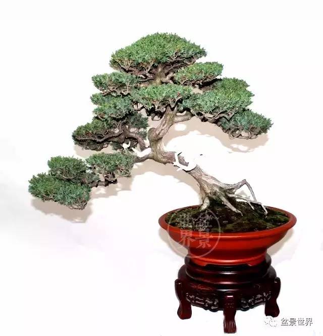 精彩回顾丨宿迁首届盆景展金奖作品全集