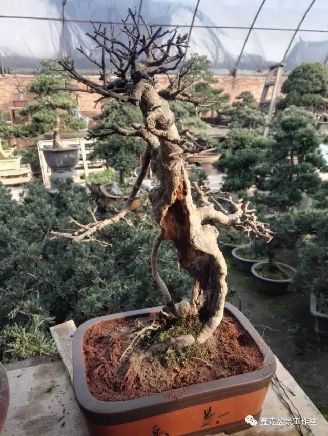 制作盆景的树种有哪些
