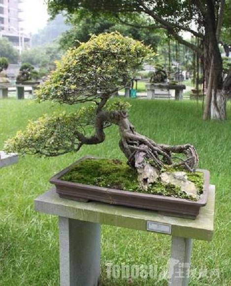 卧干式盆景与黄金分割点