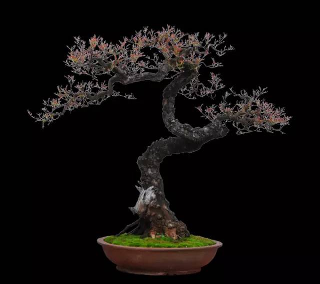 张国琳先生盆景艺术欣赏——通海首届滇南盆景艺术节前瞻