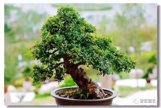 西安世博园盆景精选