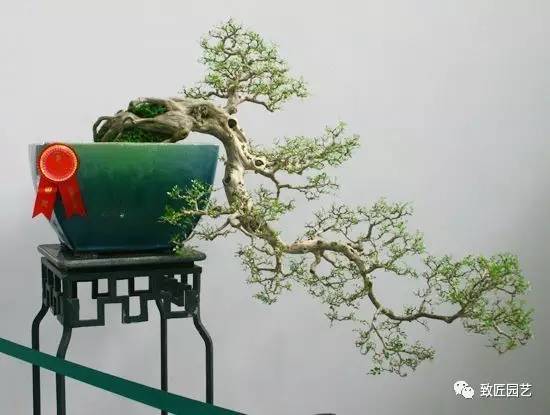 悬崖式盆景制作的技巧