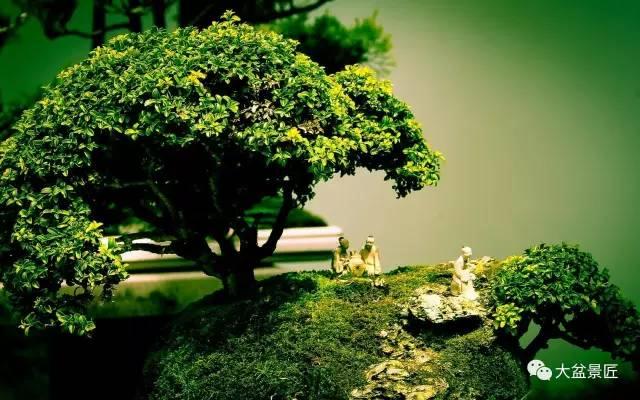 盆景浇水大学问,简单却关键