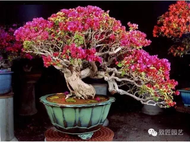 何为盆景的神形关系?