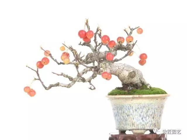 楼房家庭如何养护好盆景?