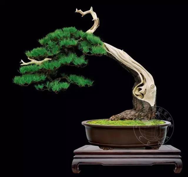 为什么这8盆能获得中国盆景国家大展最高奖&mdash;&mdash;大展奖？