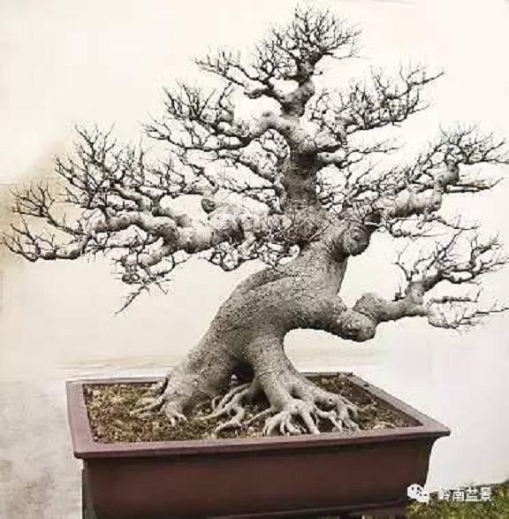 关于岭南盆景创新的几个问题