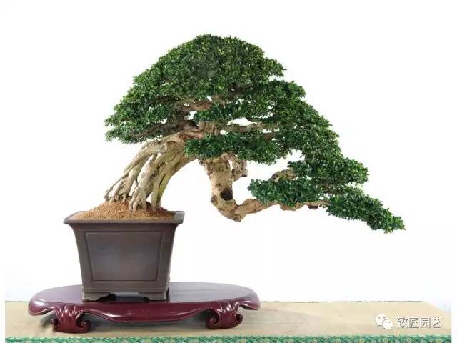 关于动势盆景的制作方法