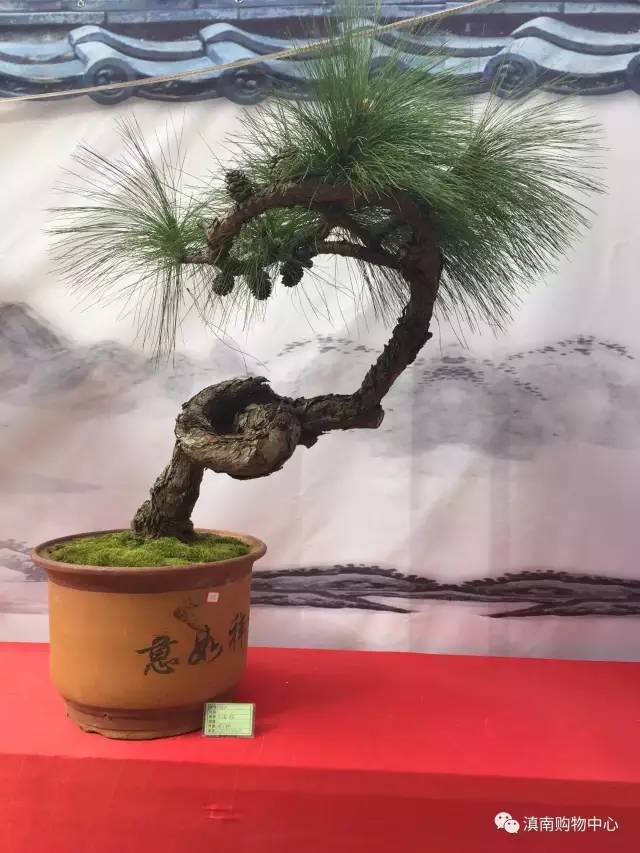 具有里程碑意义的 通海首届滇南盆景艺术节