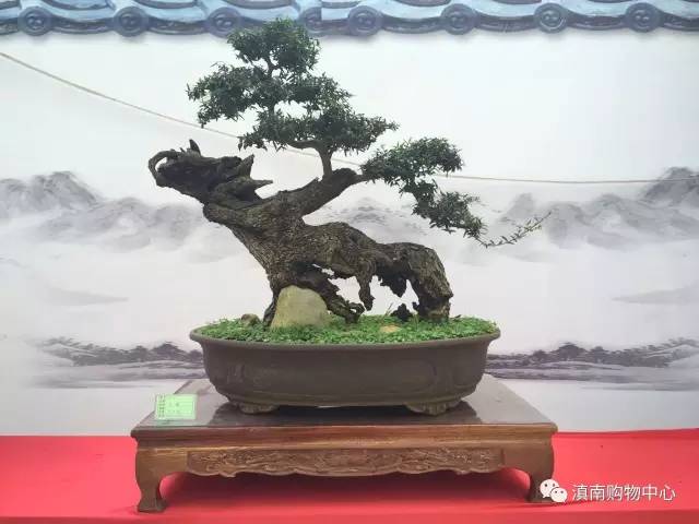 具有里程碑意义的 通海首届滇南盆景艺术节