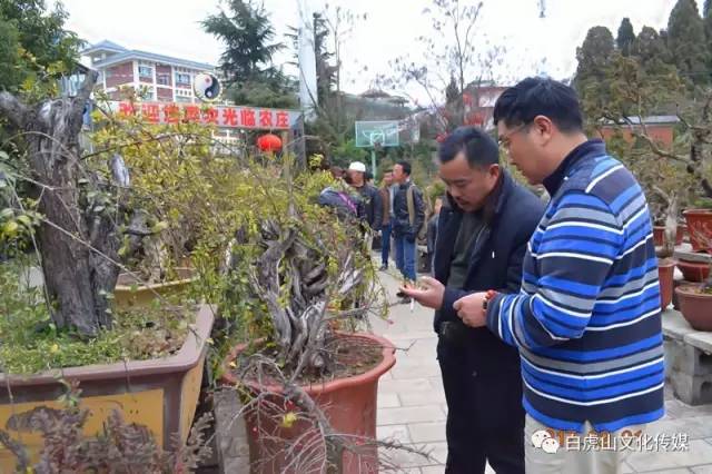 安徽多盆友到昭通盆景协会参观考察并作技术交流