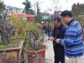 安徽多盆友到昭通盆景协会参观考察并作技术交流