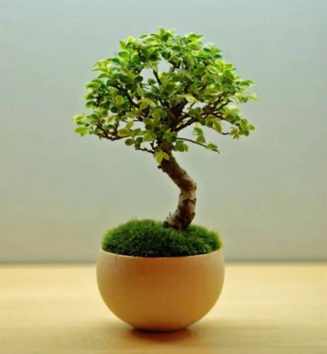 立春踏青,小编教你从郊野不花钱采回独一无二盆景