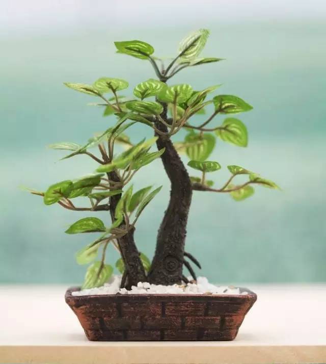 郊野不花钱采回独一无二盆景