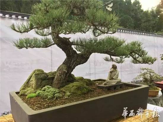 【盆景艺术】川派盆景欣赏