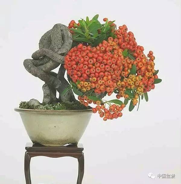 赏玩盆景会让你变得与众不同