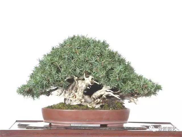 春天如何选购盆景树桩的3个方法