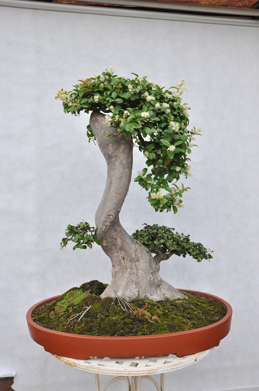 陈汉农盆景作品浅析