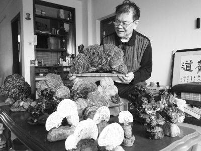 采野生灵芝制近百盆景