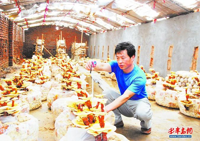 有人把盆景灵芝卖到国外去