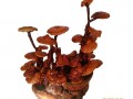 灵芝盆景网上热卖 每盆售价500元至1000元