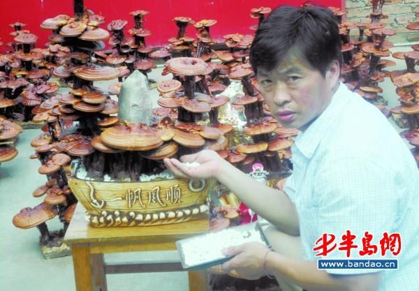 山东:小窑村村民陈维军大棚养出盆景灵芝(图)