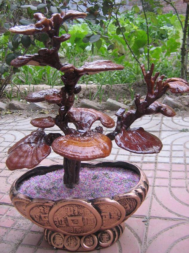 董学堂&ldquo;玩&rdquo;灵芝盆景&ldquo;玩&rdquo;出了名堂