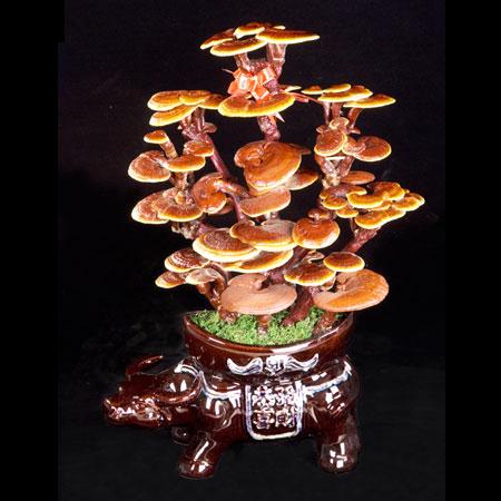 灵芝盆景 好看又挣钱