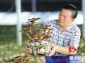 长沙县一村民培育灵芝盆景 火爆微商市场